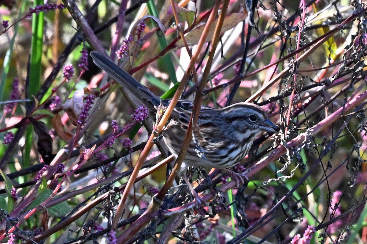 Song Sparrow - ML645192629