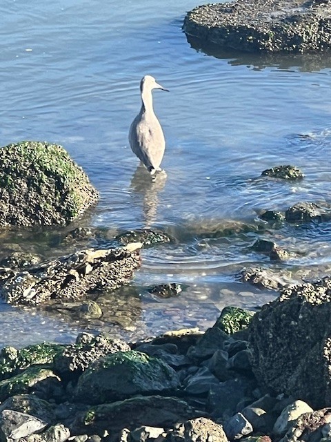 Willet - ML645192649