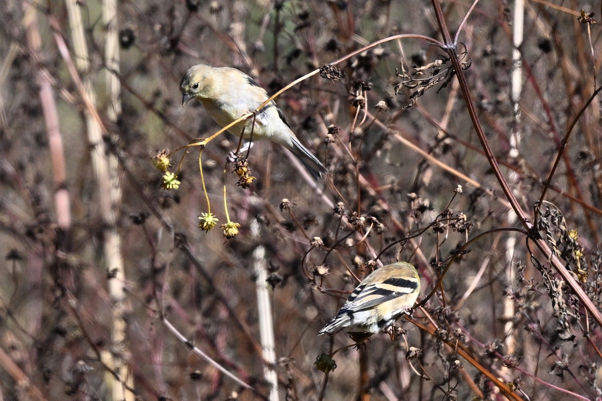 American Goldfinch - ML645192652
