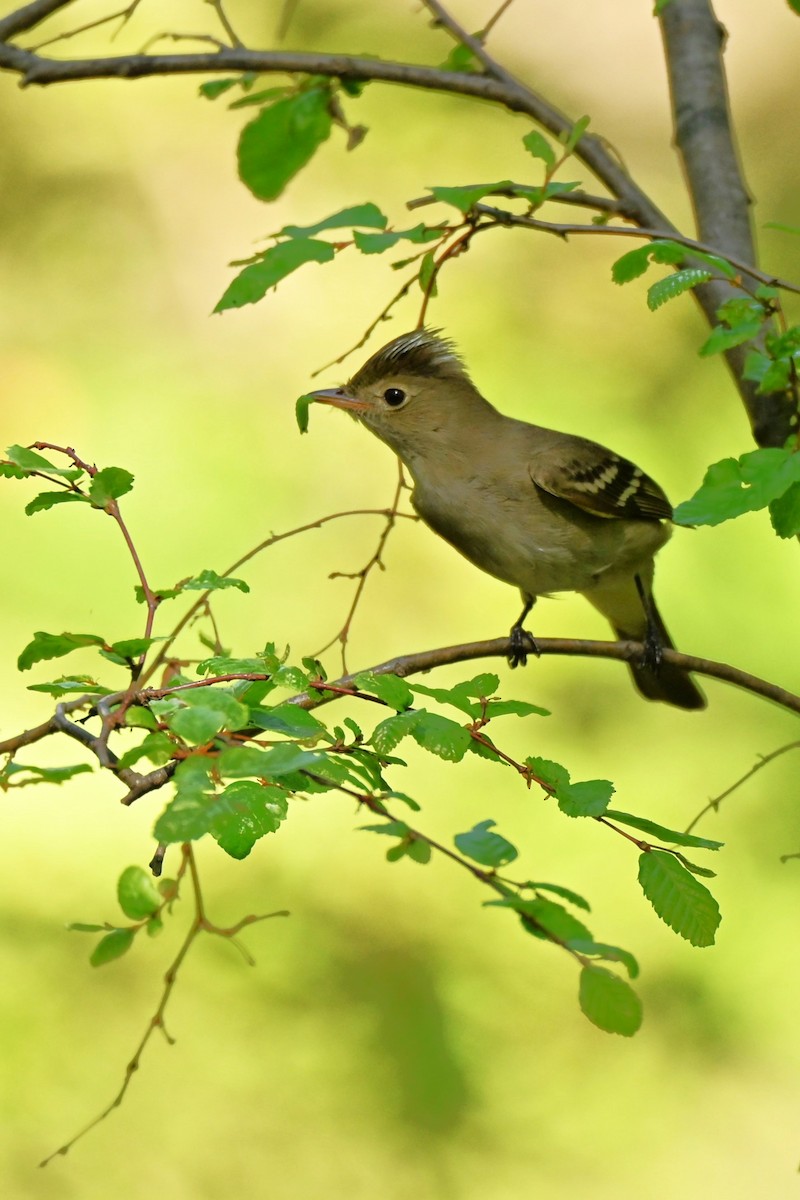シラギクタイランチョウ - ML645192656