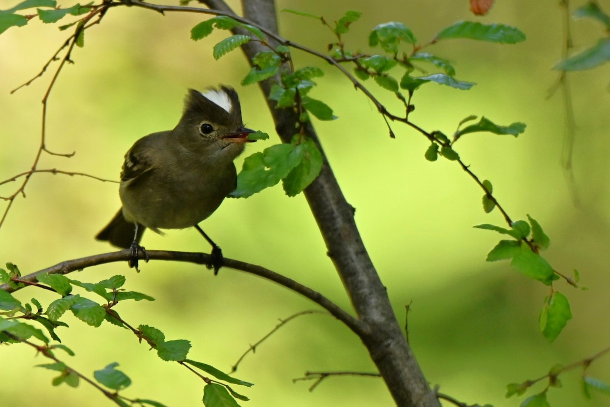 シラギクタイランチョウ - ML645192661