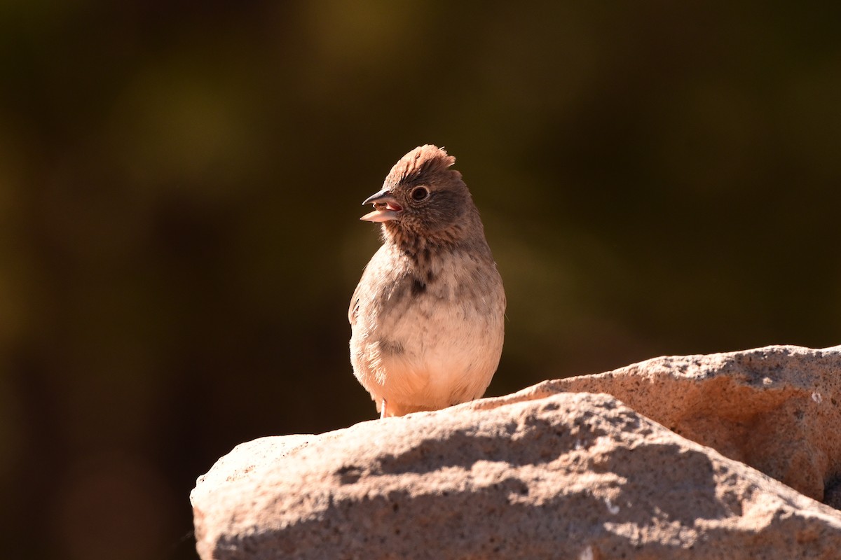 Canyon Towhee - ML645192662