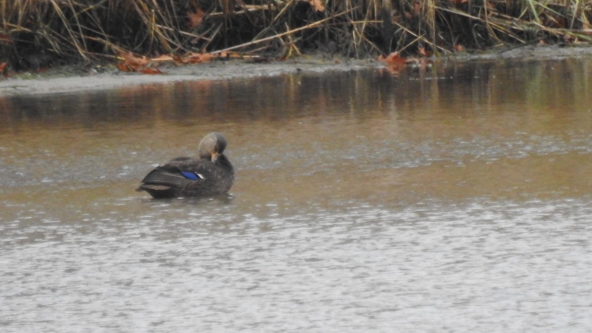 American Black Duck - ML645192676