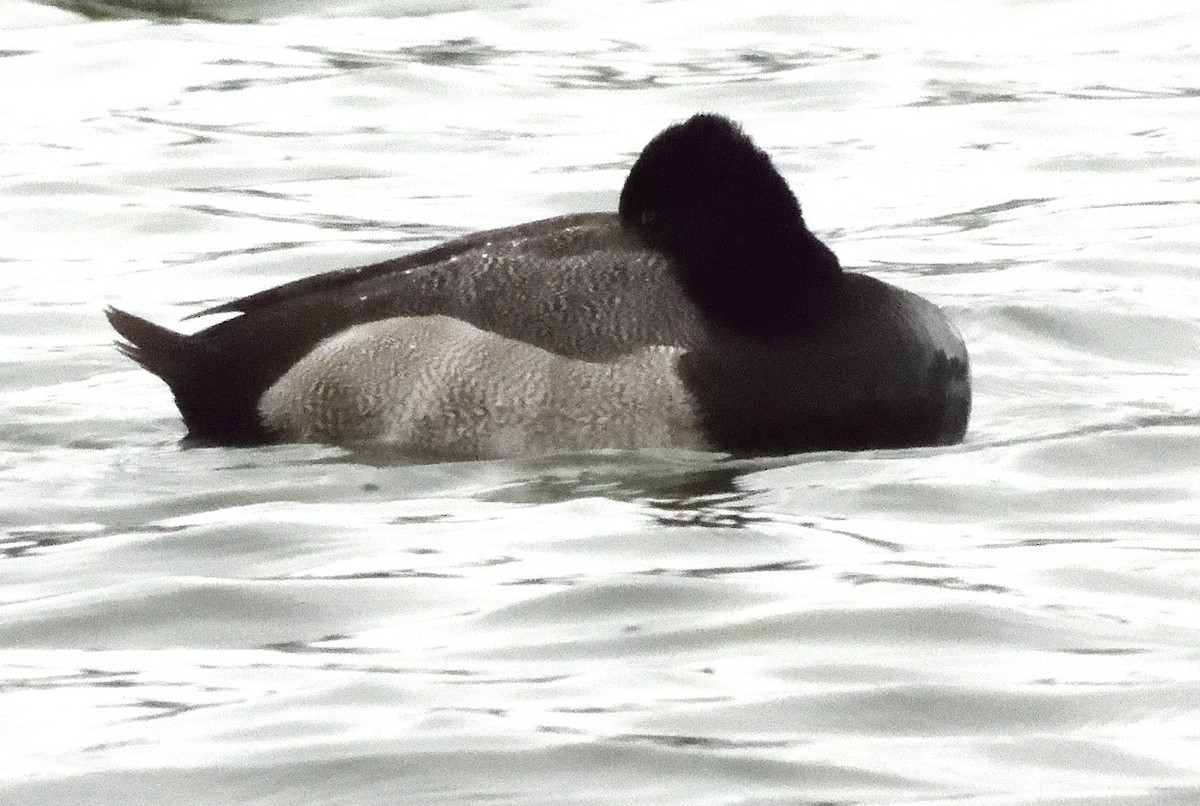 Lesser Scaup - ML645192681