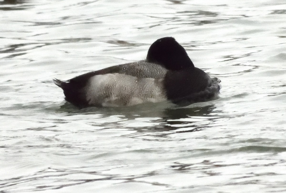 Lesser Scaup - ML645192685