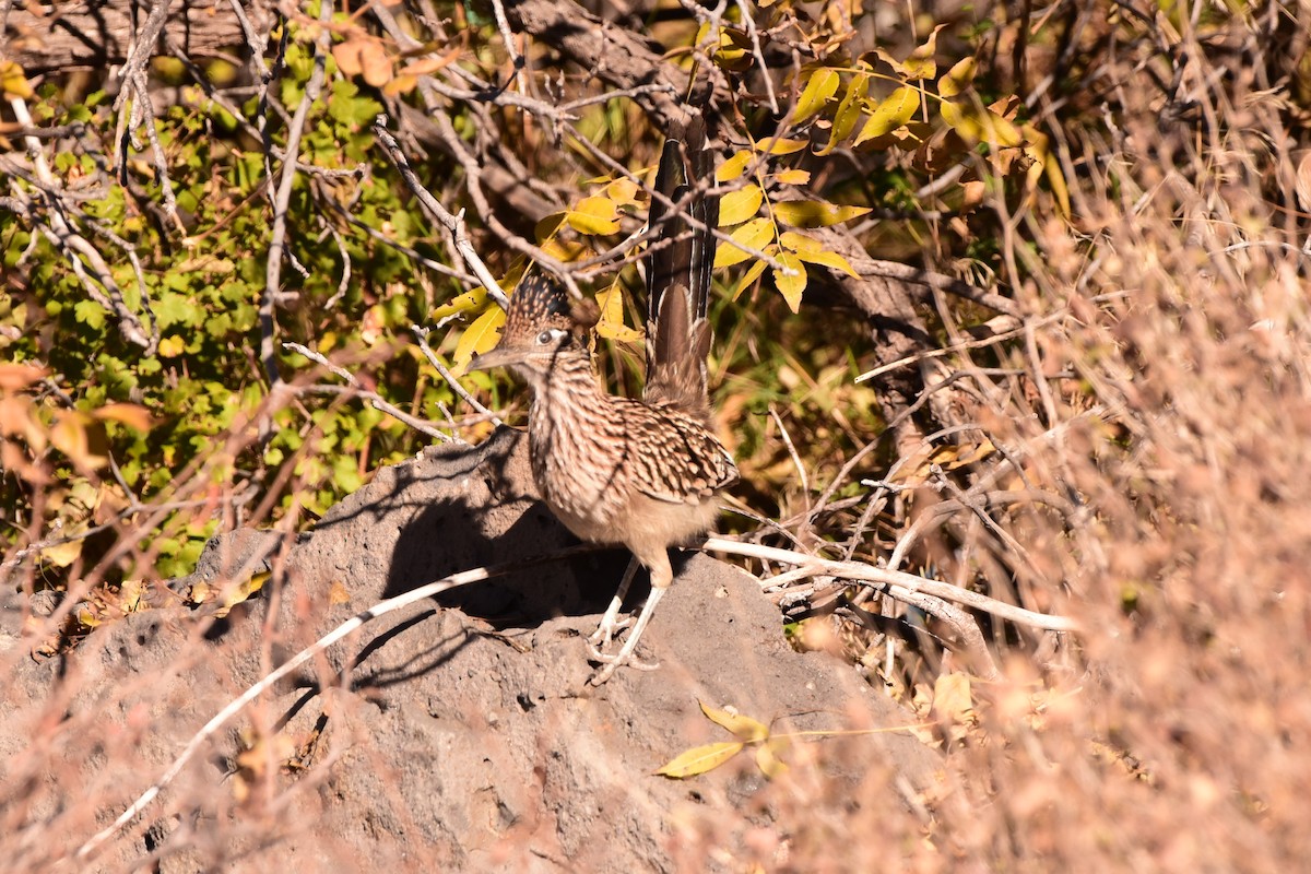 Greater Roadrunner - ML645192691