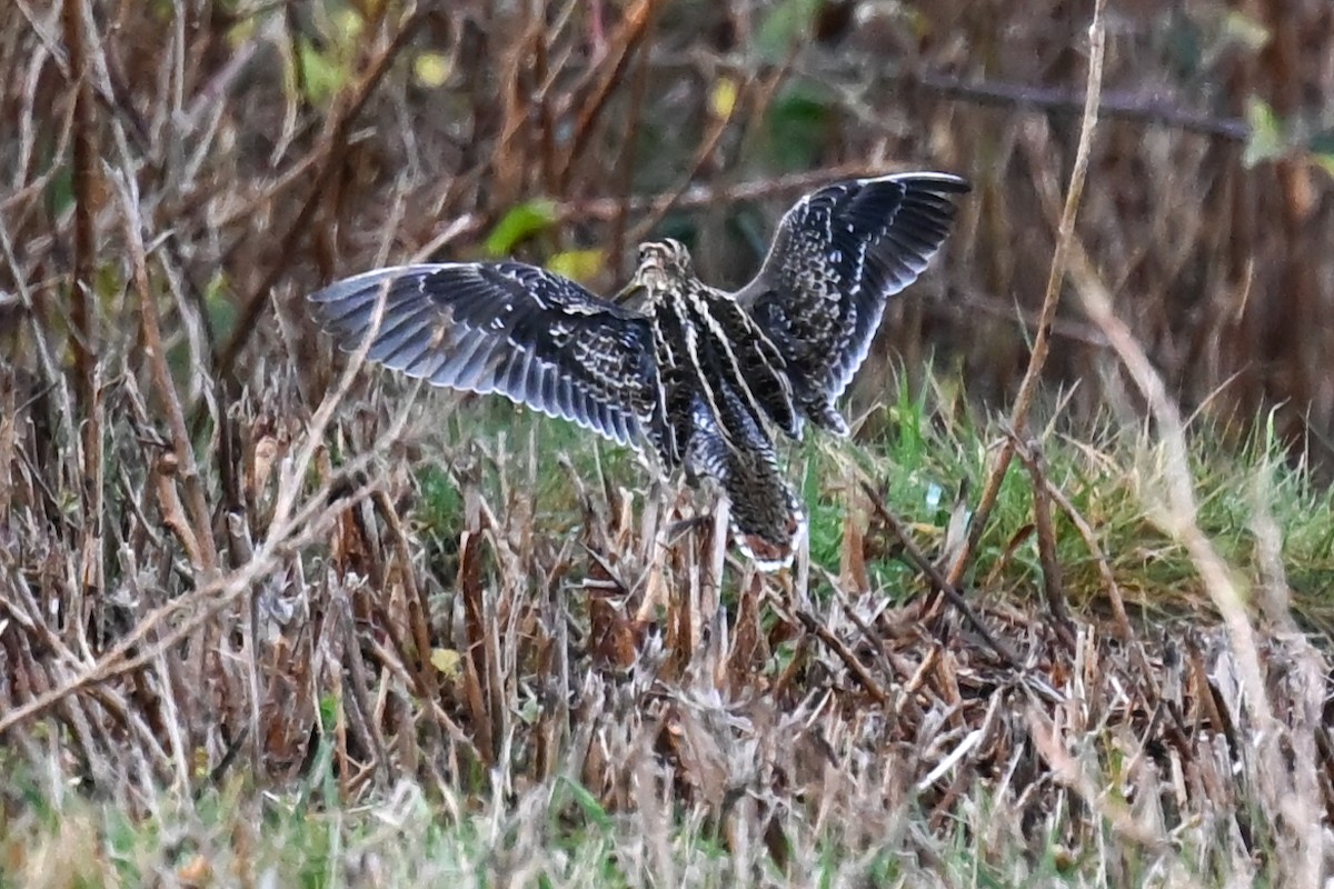 Wilson's Snipe - ML645192692