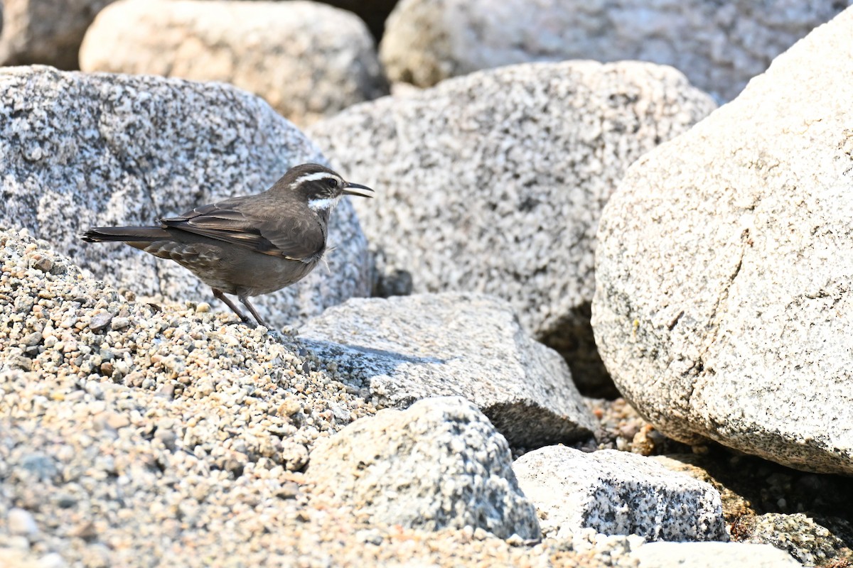 パタゴニアカワカマドドリ - ML645192694