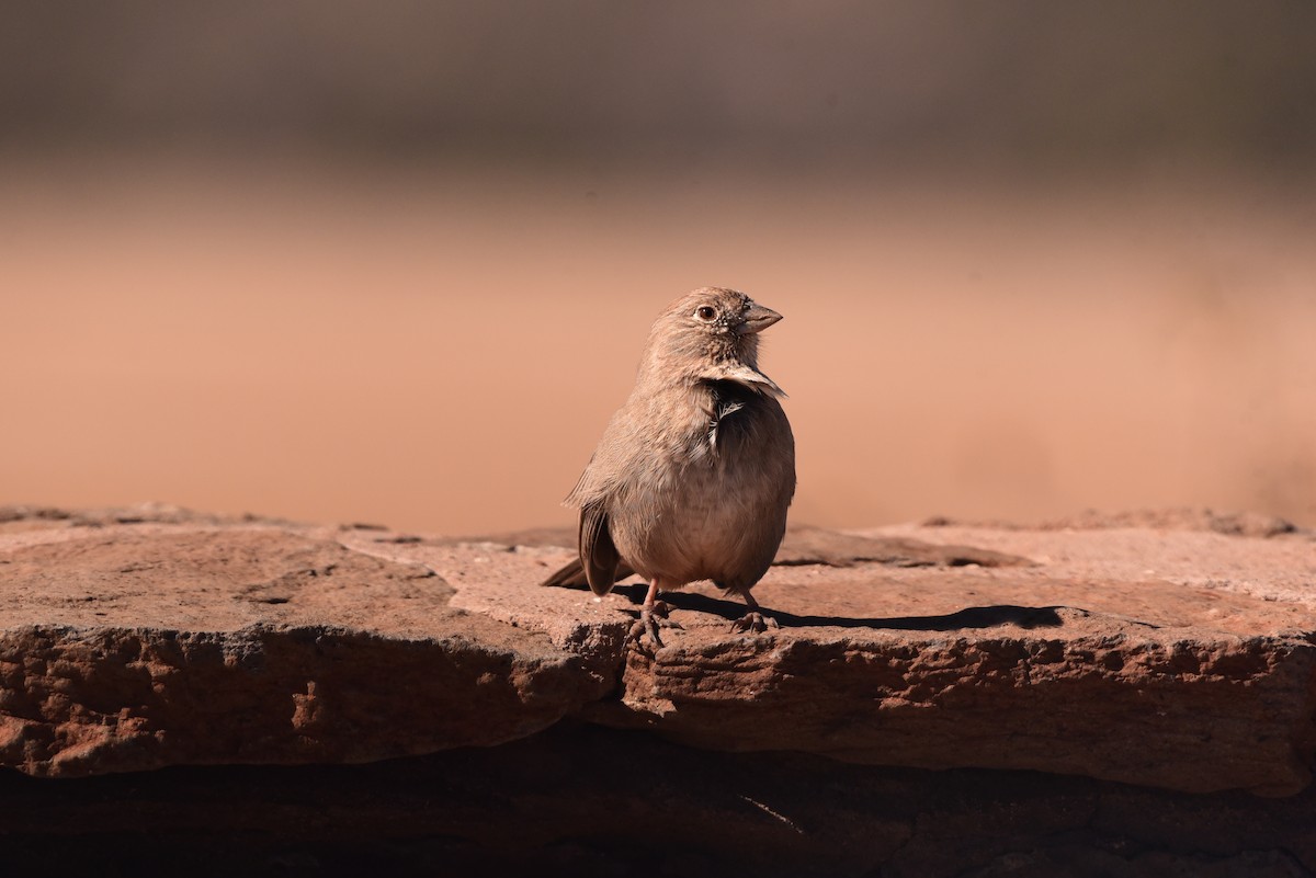 Canyon Towhee - ML645192695
