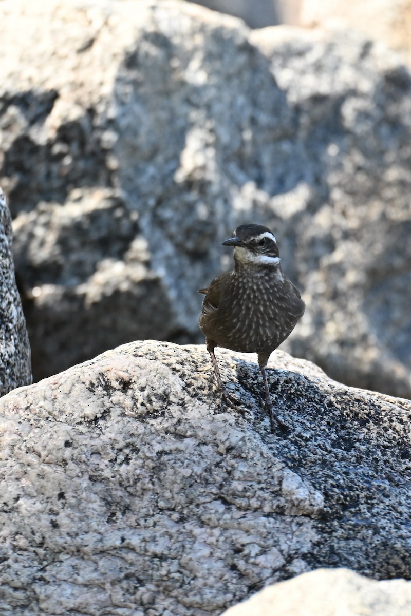 パタゴニアカワカマドドリ - ML645192698
