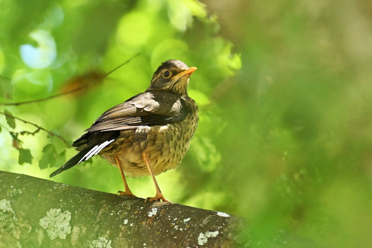 フォークランドツグミ - ML645192708