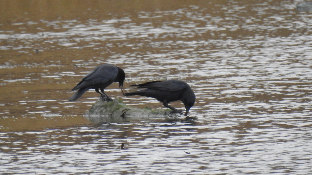 Balıkçı Karga - ML645192722