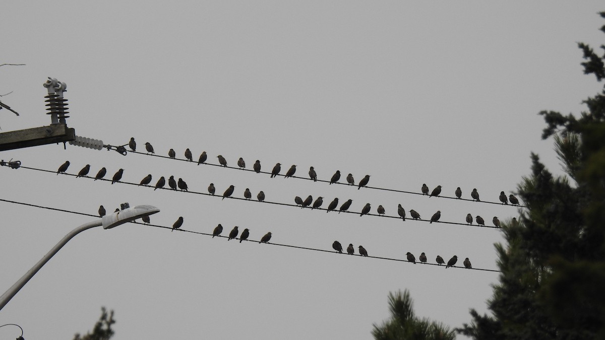 Storno - ML645192725