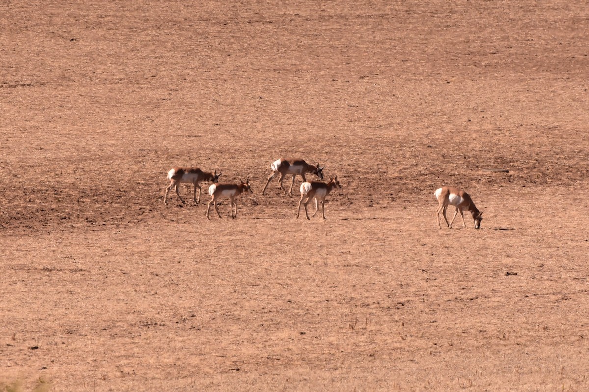 Animals - ML645192726