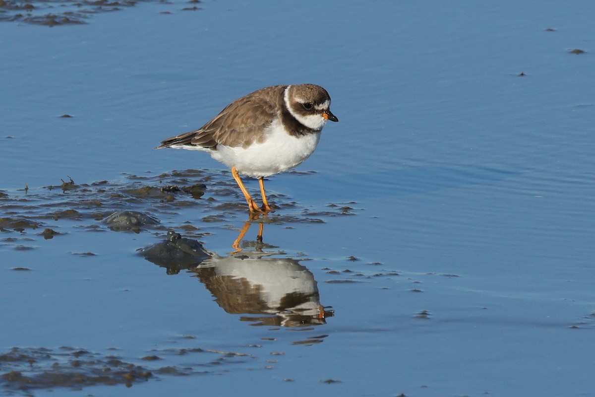 Semipalmated Plover - ML645192737