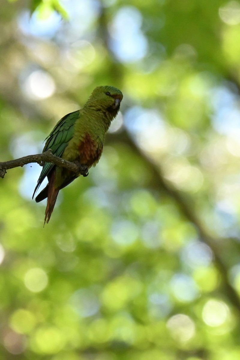 コイミドリインコ - ML645192741