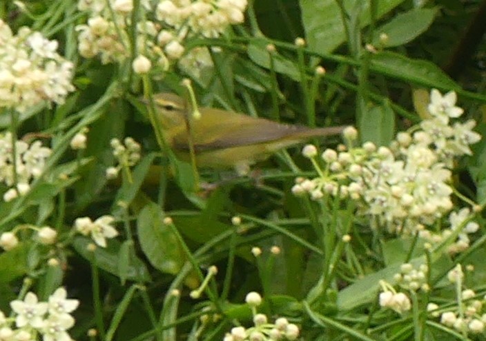 Червоїд світлобровий - ML645192745