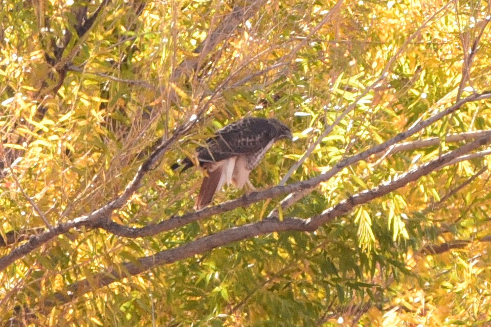 Red-tailed Hawk - ML645192746