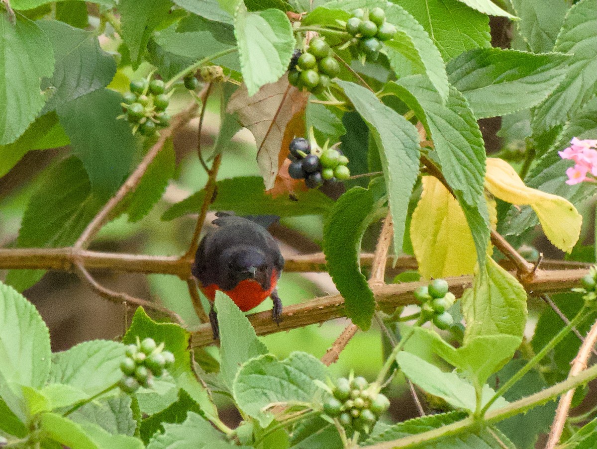 Mistletoebird - ML645192763