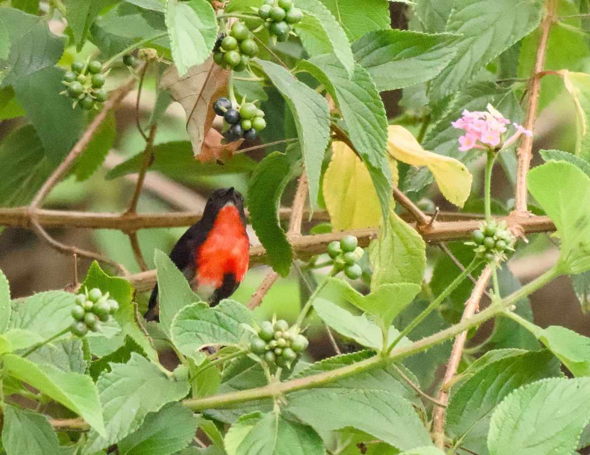 Mistletoebird - ML645192764