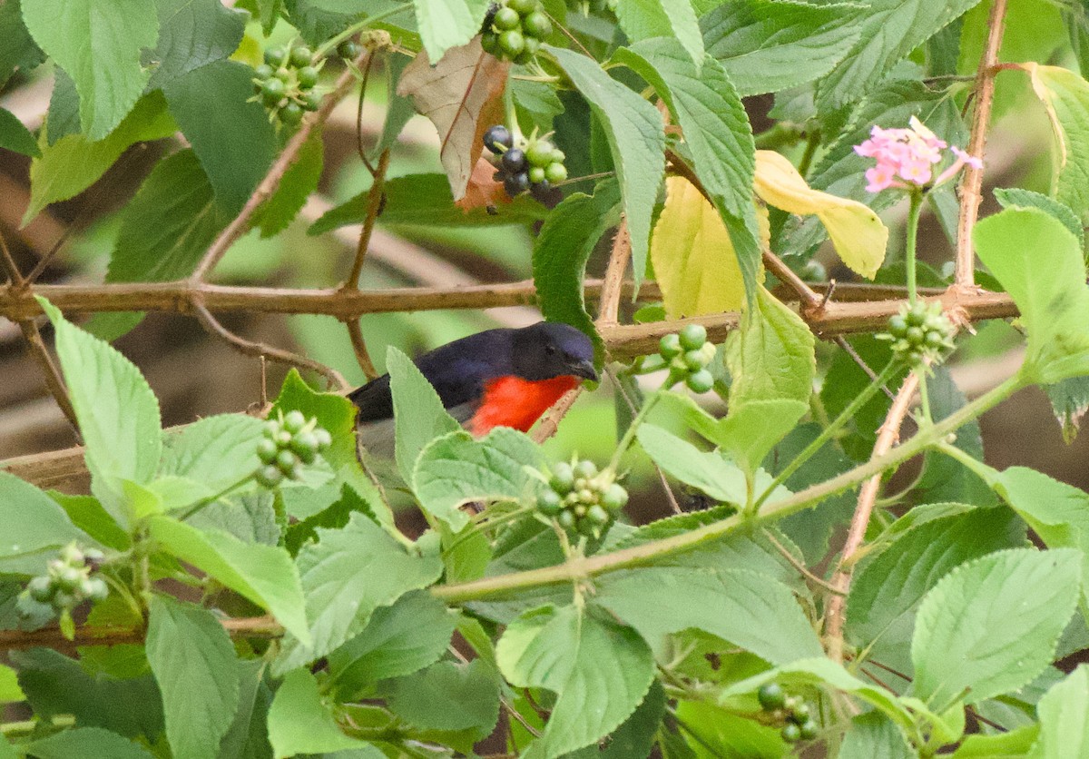 Mistletoebird - ML645192765