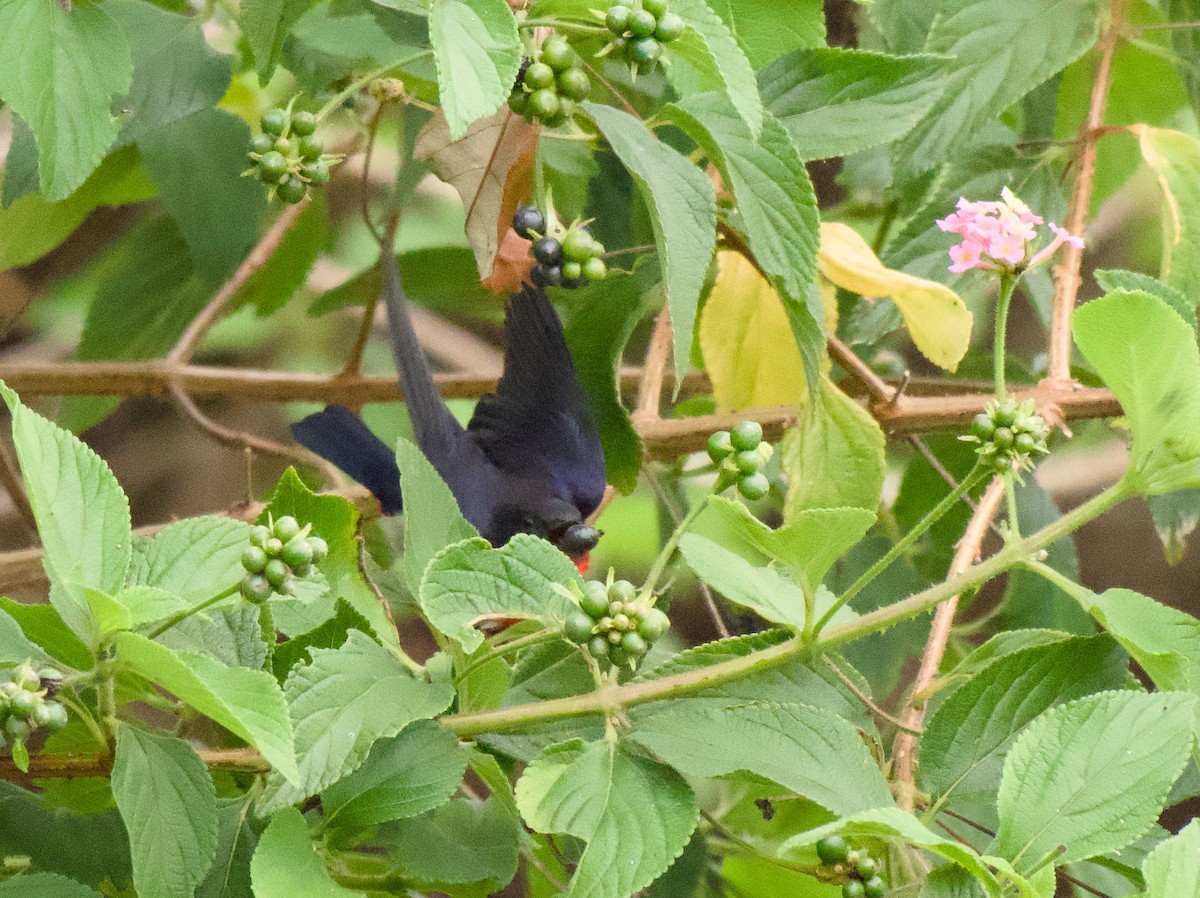 Mistletoebird - ML645192766