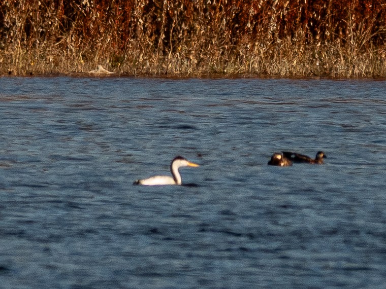 Clark's Grebe - ML645192774