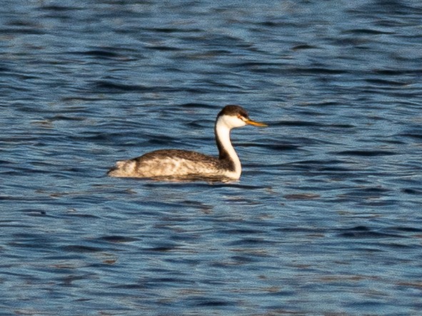 Clark's Grebe - ML645192775