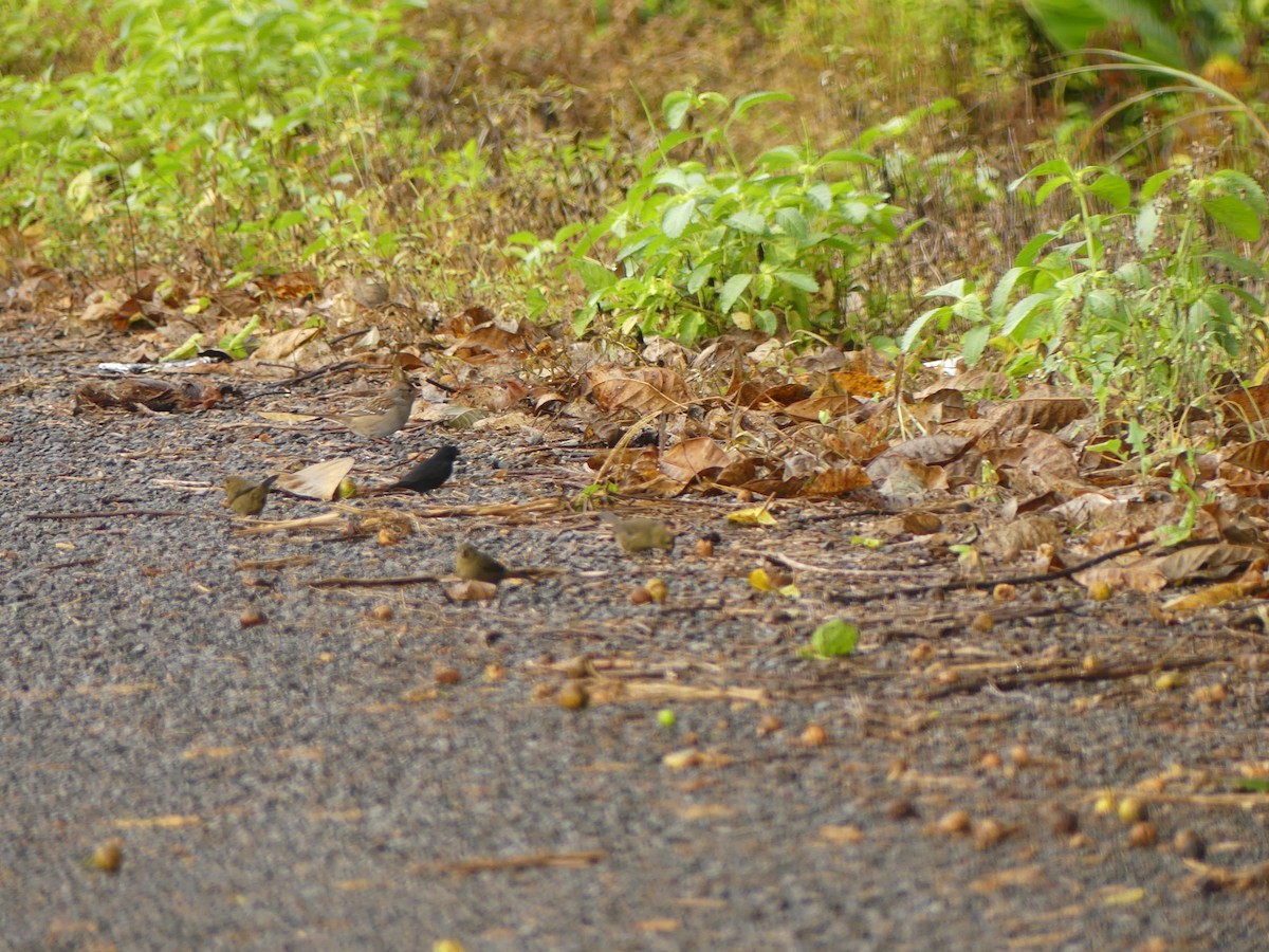 Variable Seedeater - ML645192792