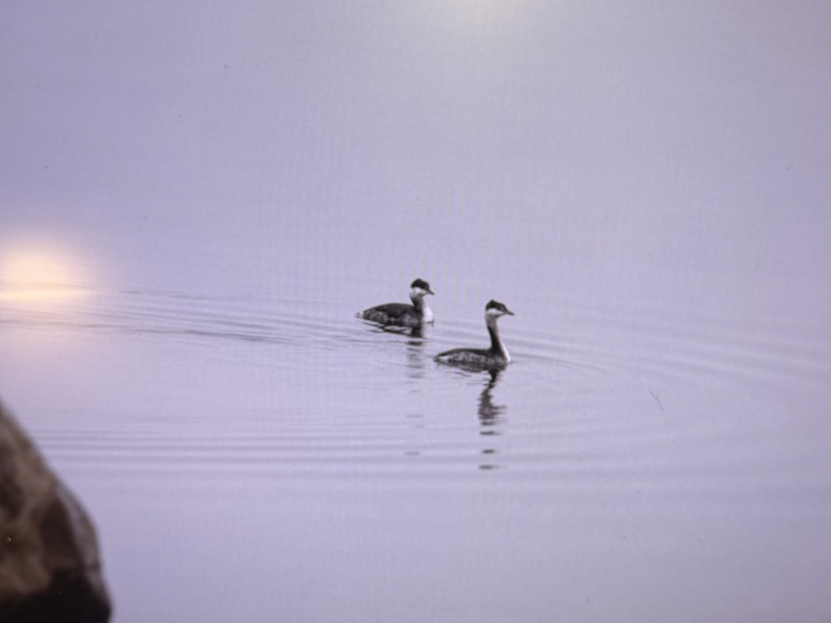 Horned Grebe - ML645192803