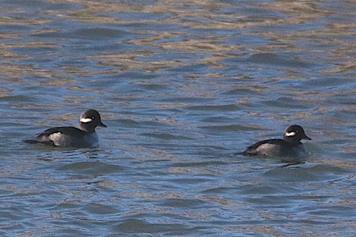 Bufflehead - ML645192812
