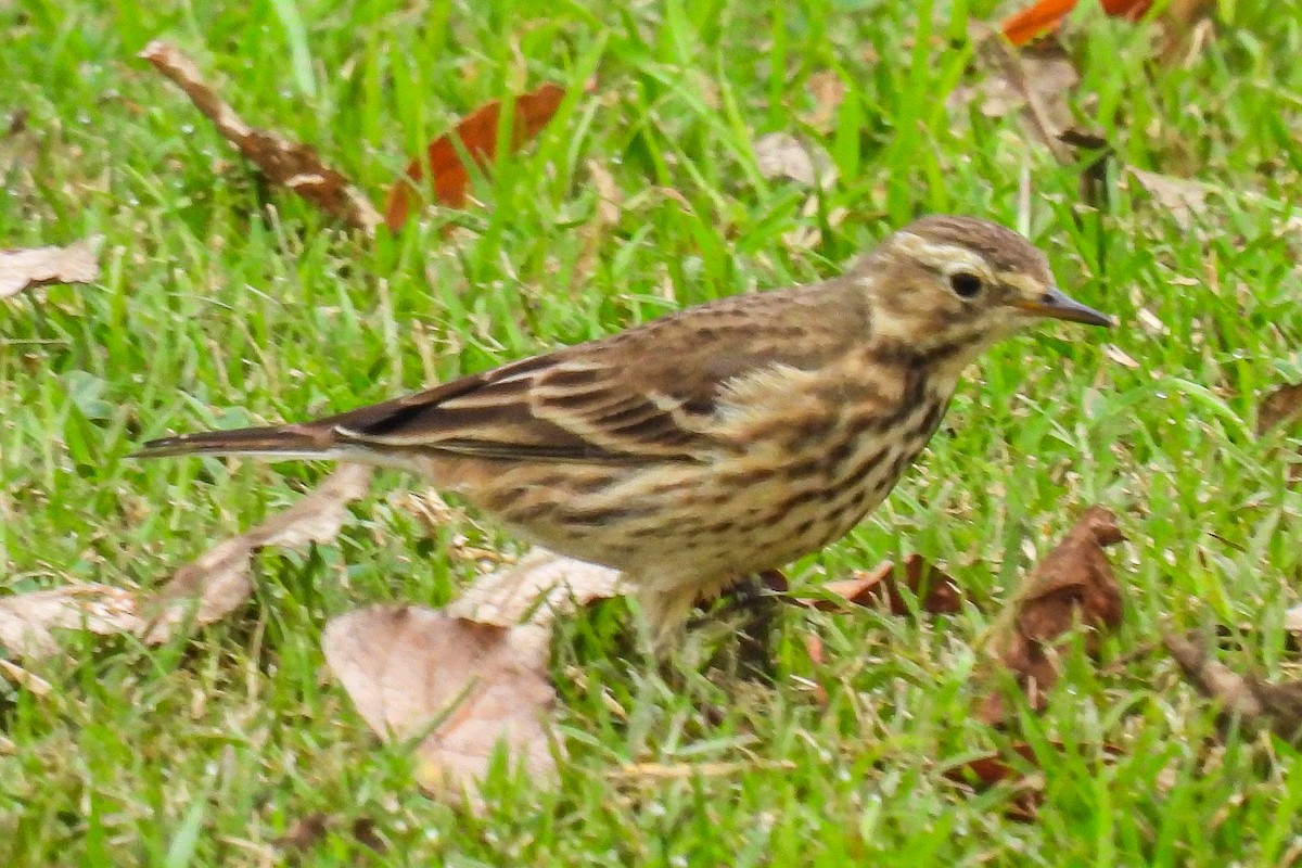 American Pipit - ML645192822
