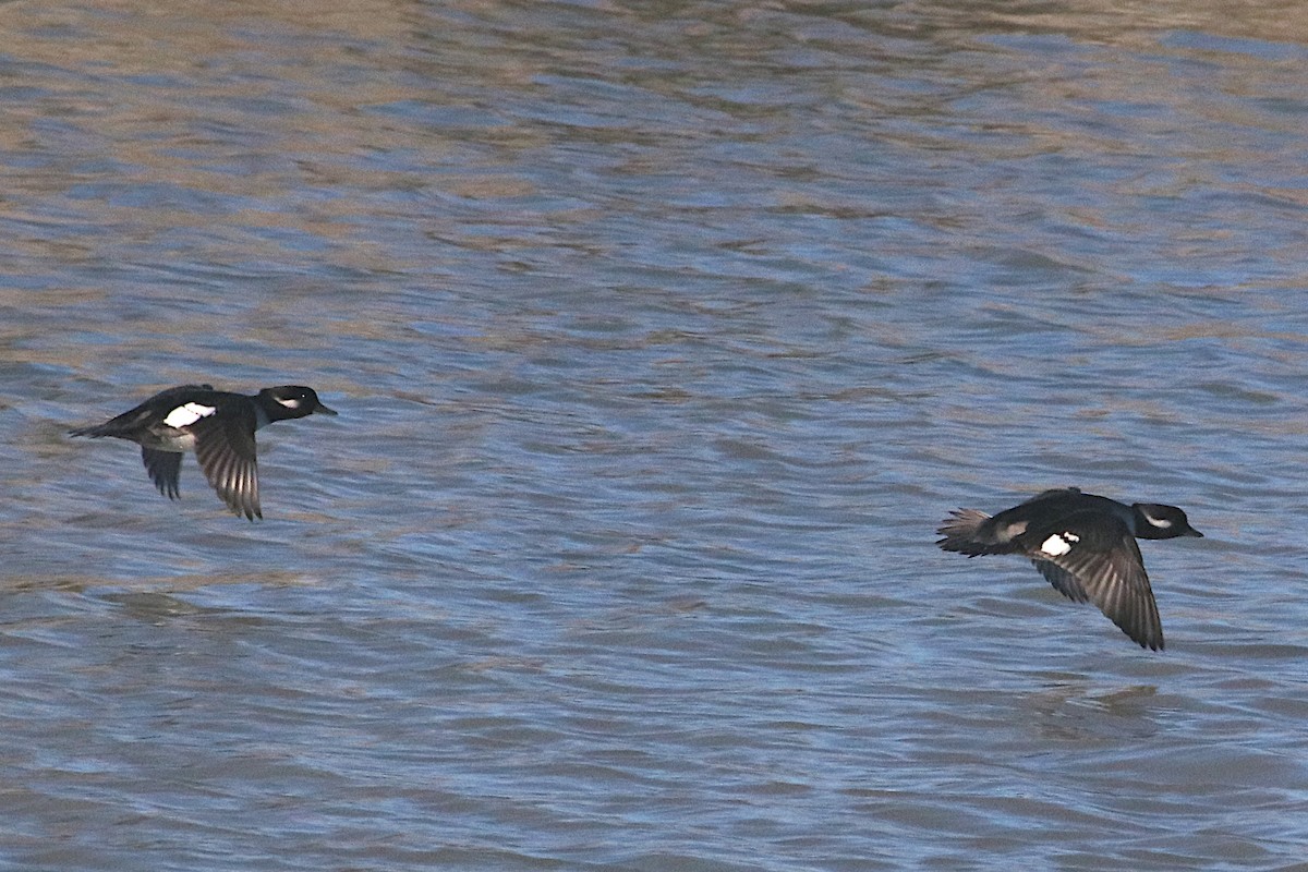 Bufflehead - ML645192824
