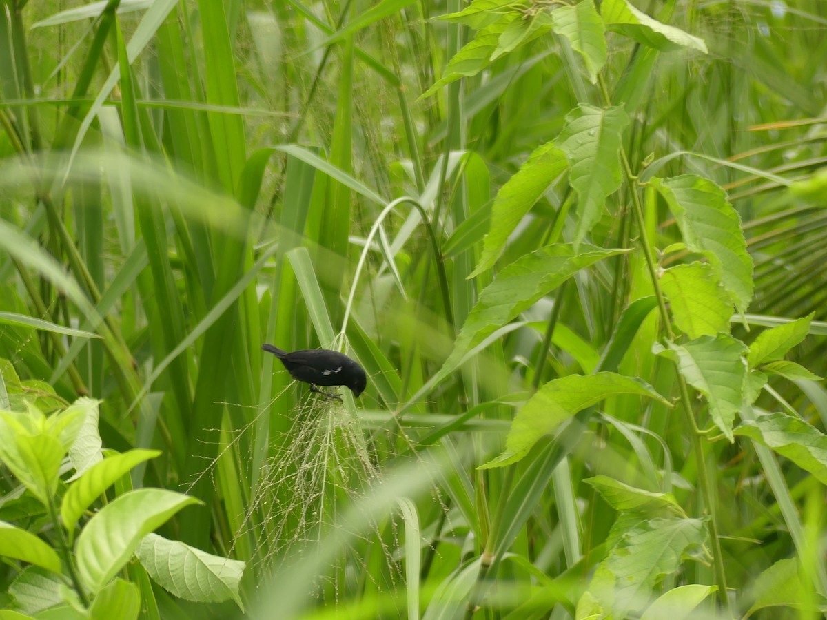 Variable Seedeater - ML645192841