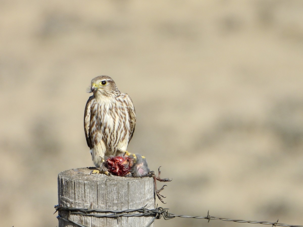 Merlin - ML645192856