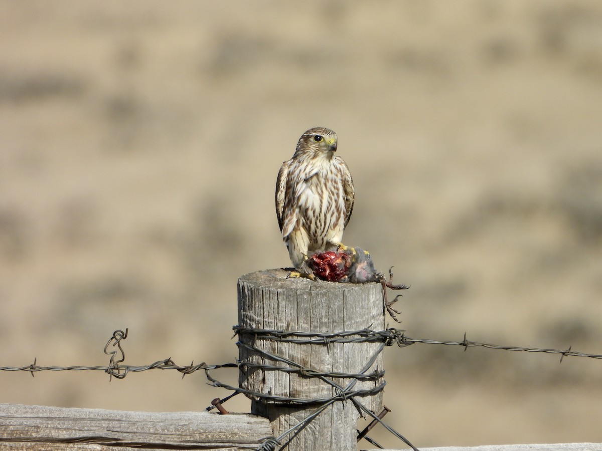 Merlin - ML645192857