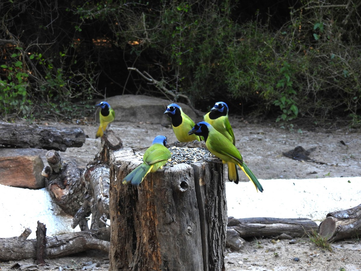 Geai vert - ML645192863