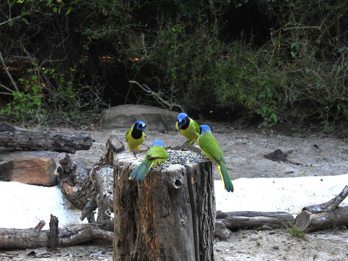 Geai vert - ML645192864