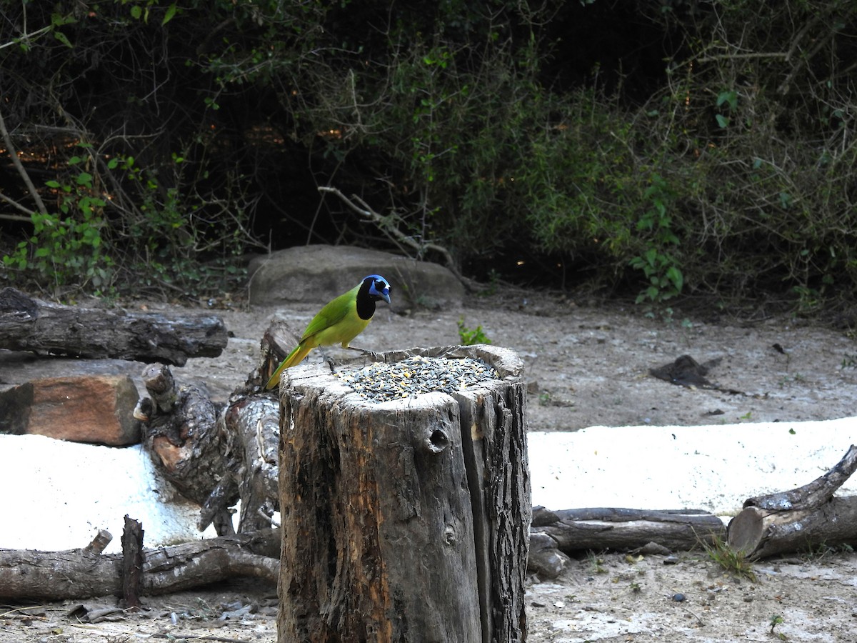 Geai vert - ML645192865