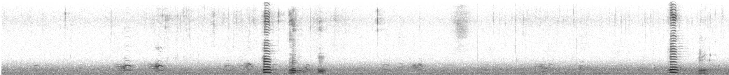 labuť trubač - ML645192867