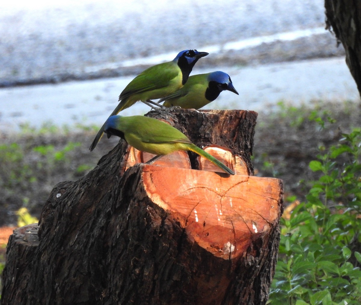 Geai vert - ML645192884