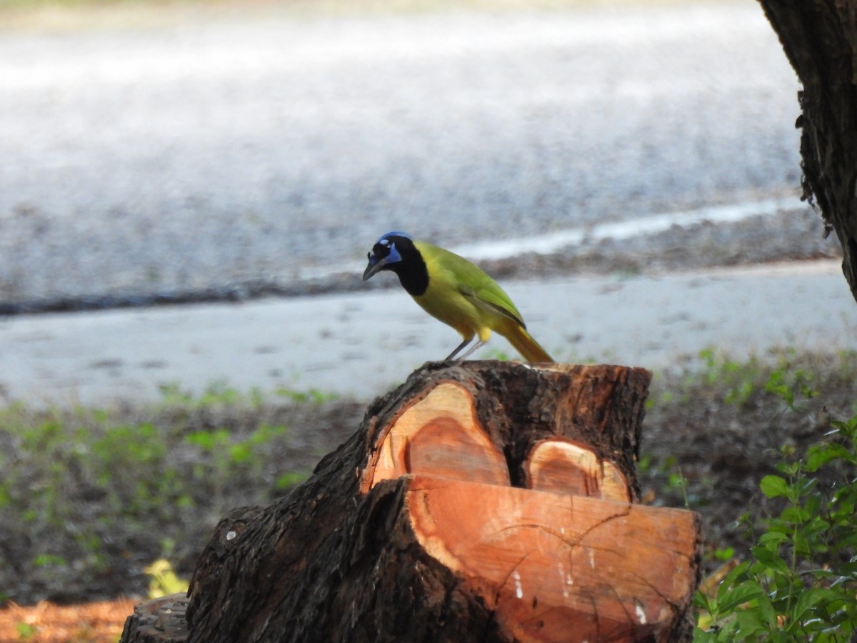 Geai vert - ML645192885