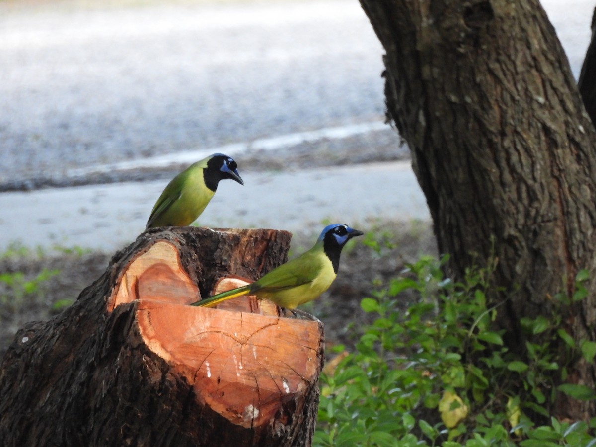 Geai vert - ML645192886