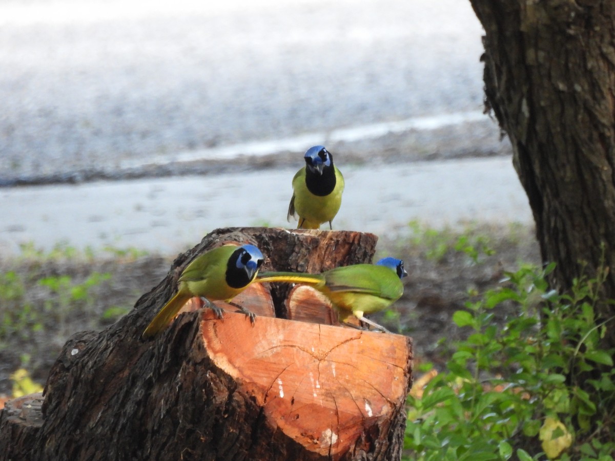 Geai vert - ML645192887