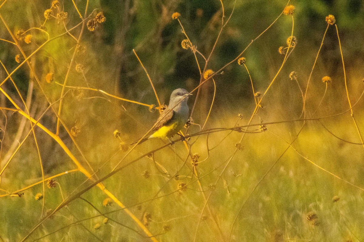 Western Kingbird - ML645192898