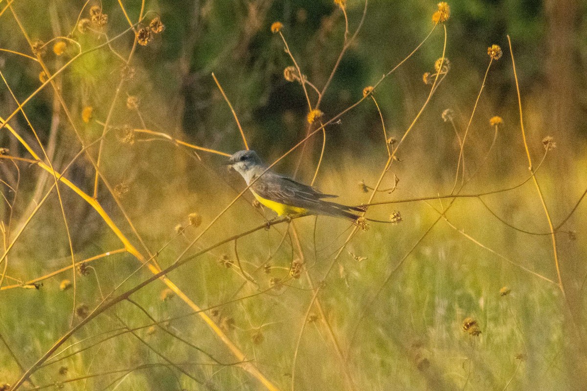 Western Kingbird - ML645192899