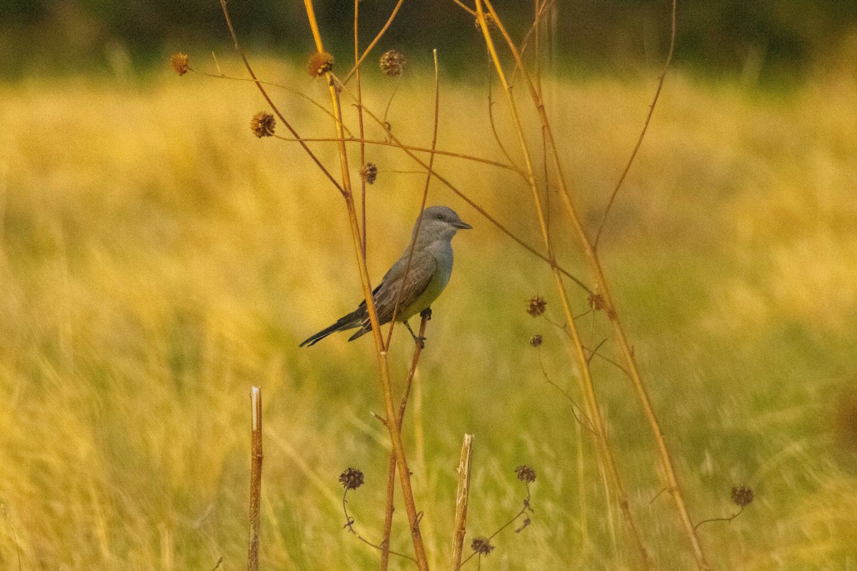 Western Kingbird - ML645192900