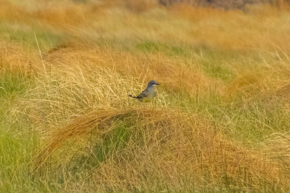 Cassin's Kingbird - ML645192902