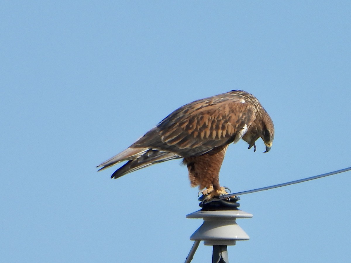 Ferruginous Hawk - ML645192917