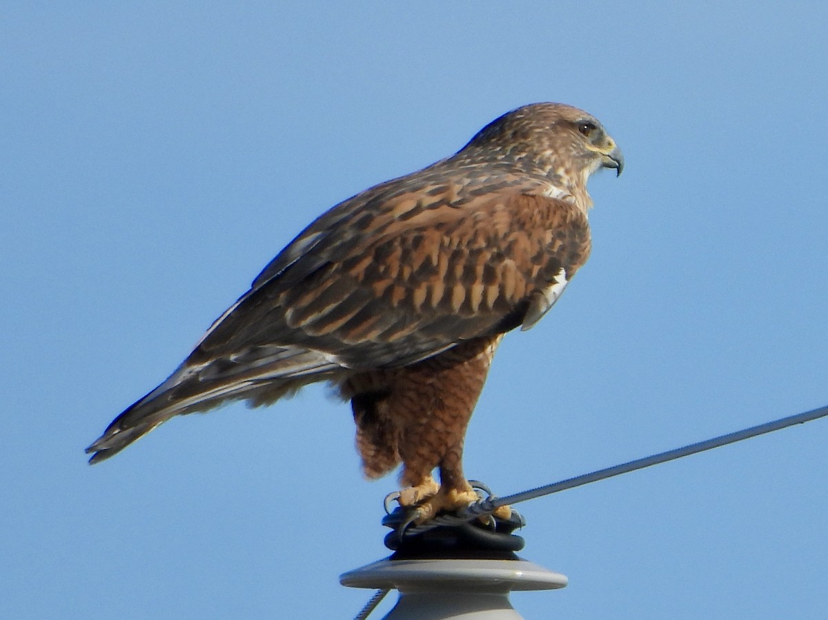 Ferruginous Hawk - ML645192918
